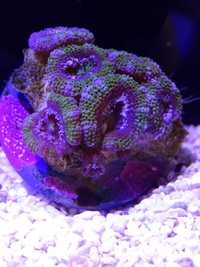 koralowiec acanthastrea