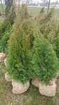 Piękna tuja thuja tuje szmaragd brabant od 100 cm-300 cm Szkółka.