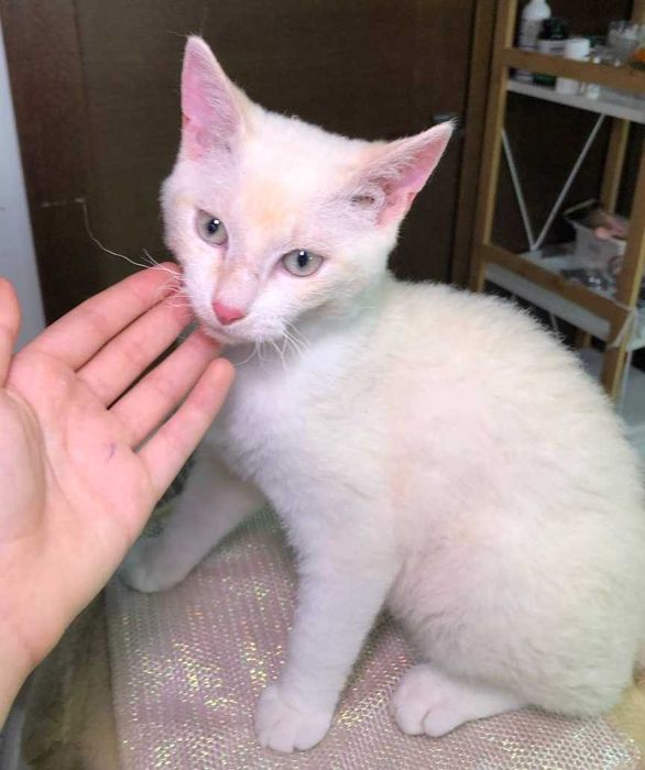 Уникальный маленький, голубоглазый котёночек Сахарочек, 4 месяца