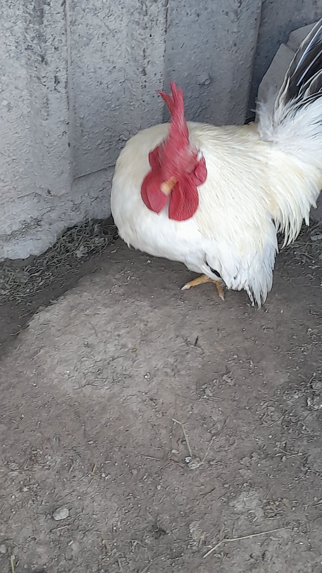 Kogut szabo (chabo)