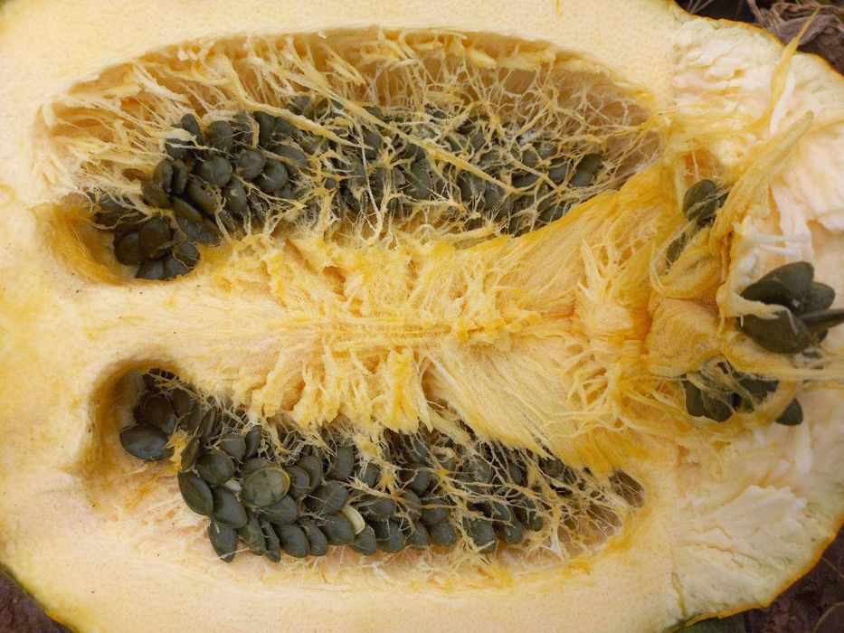 Насіння голонасінного гарбуза