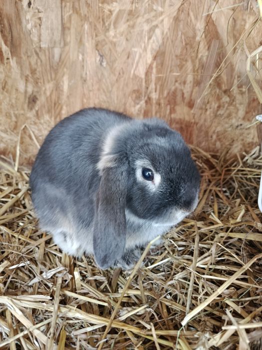 Króliki miniaturki mini lop