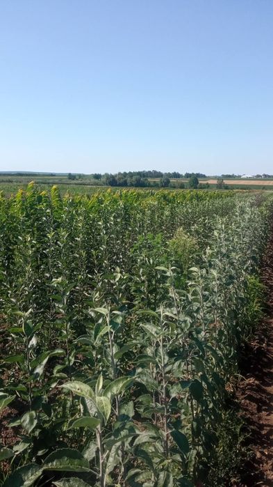 Саджанці плодових дерев. Купити саджанці