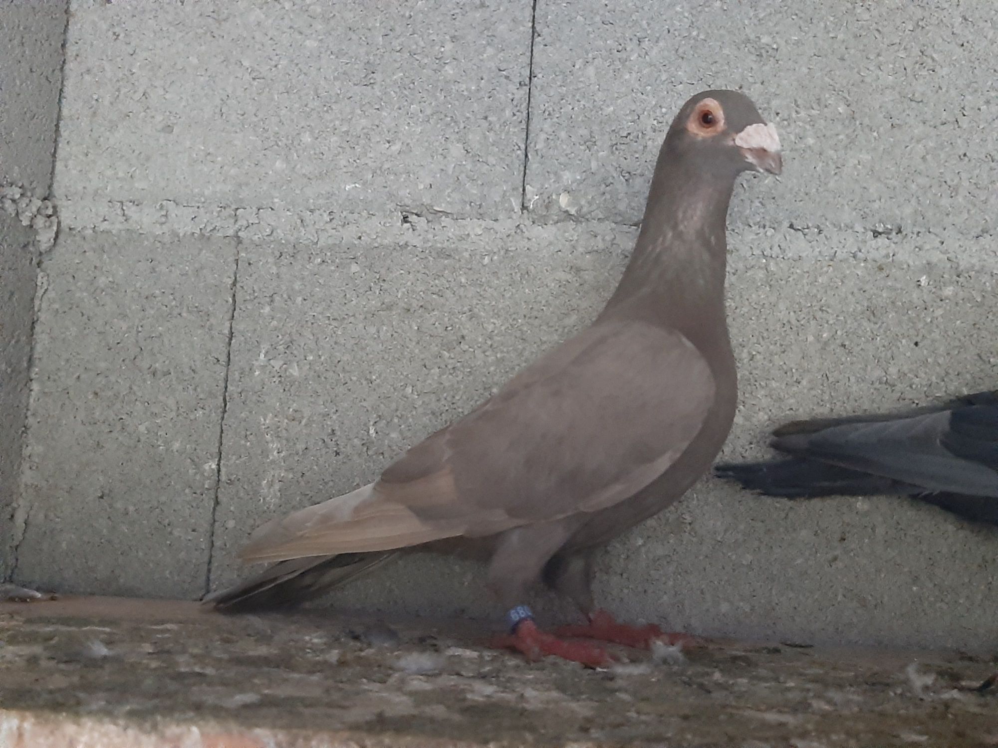 Pombos linha antiga