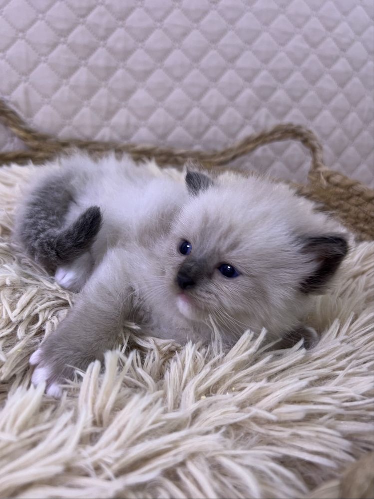 Ragdoll kocurek, rodowod FPL