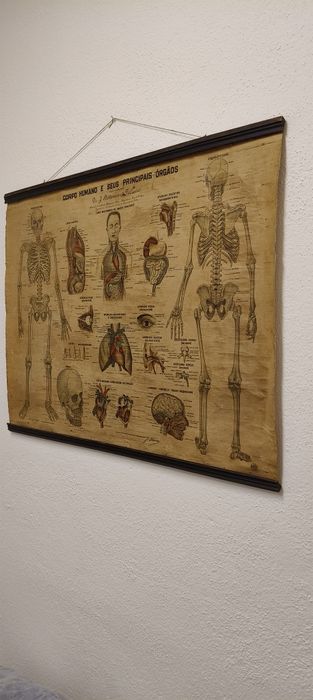 Mapa papiro corpo humano e órgãos J. Vieira