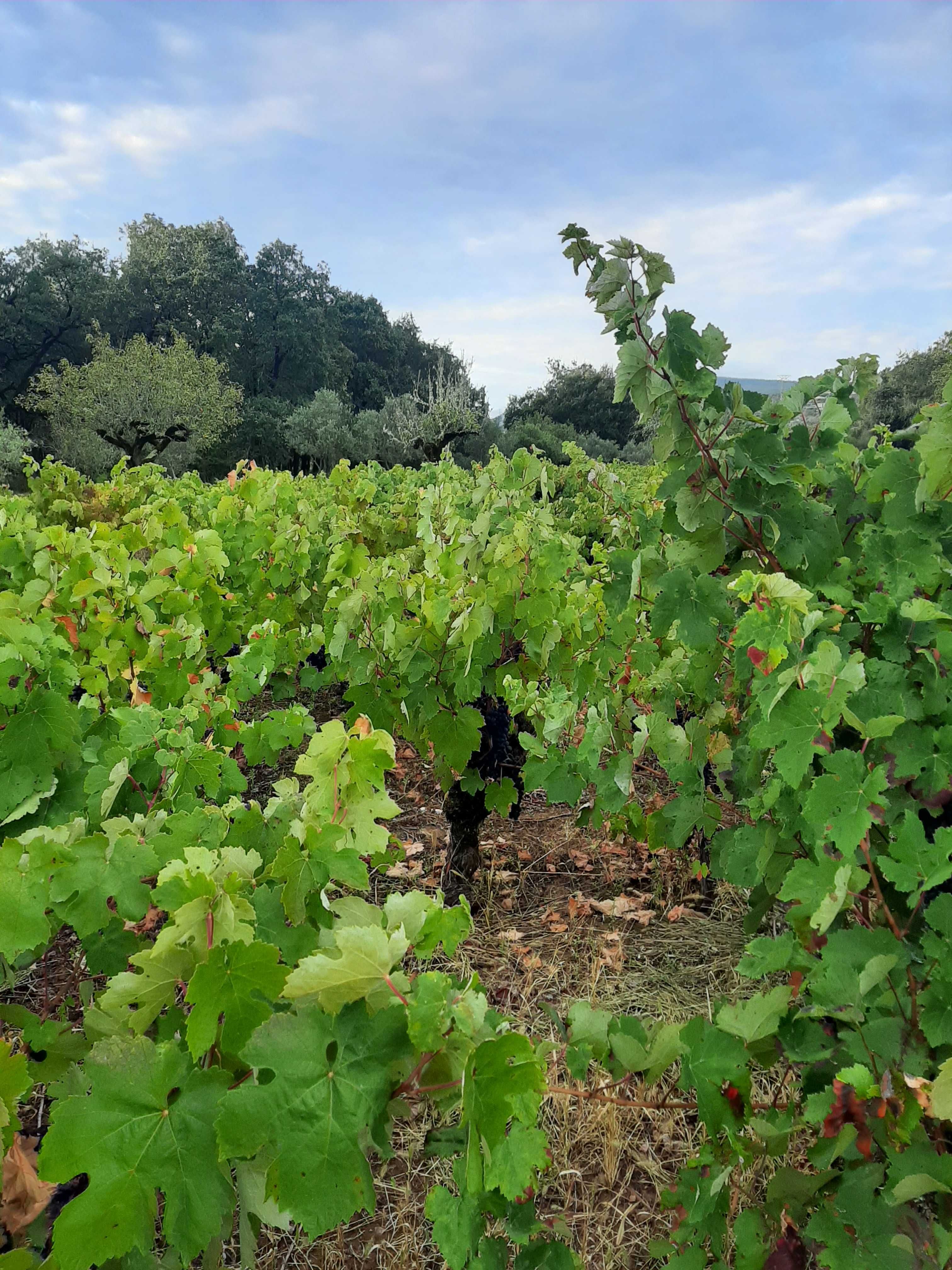 Vende-se uvas para vinho