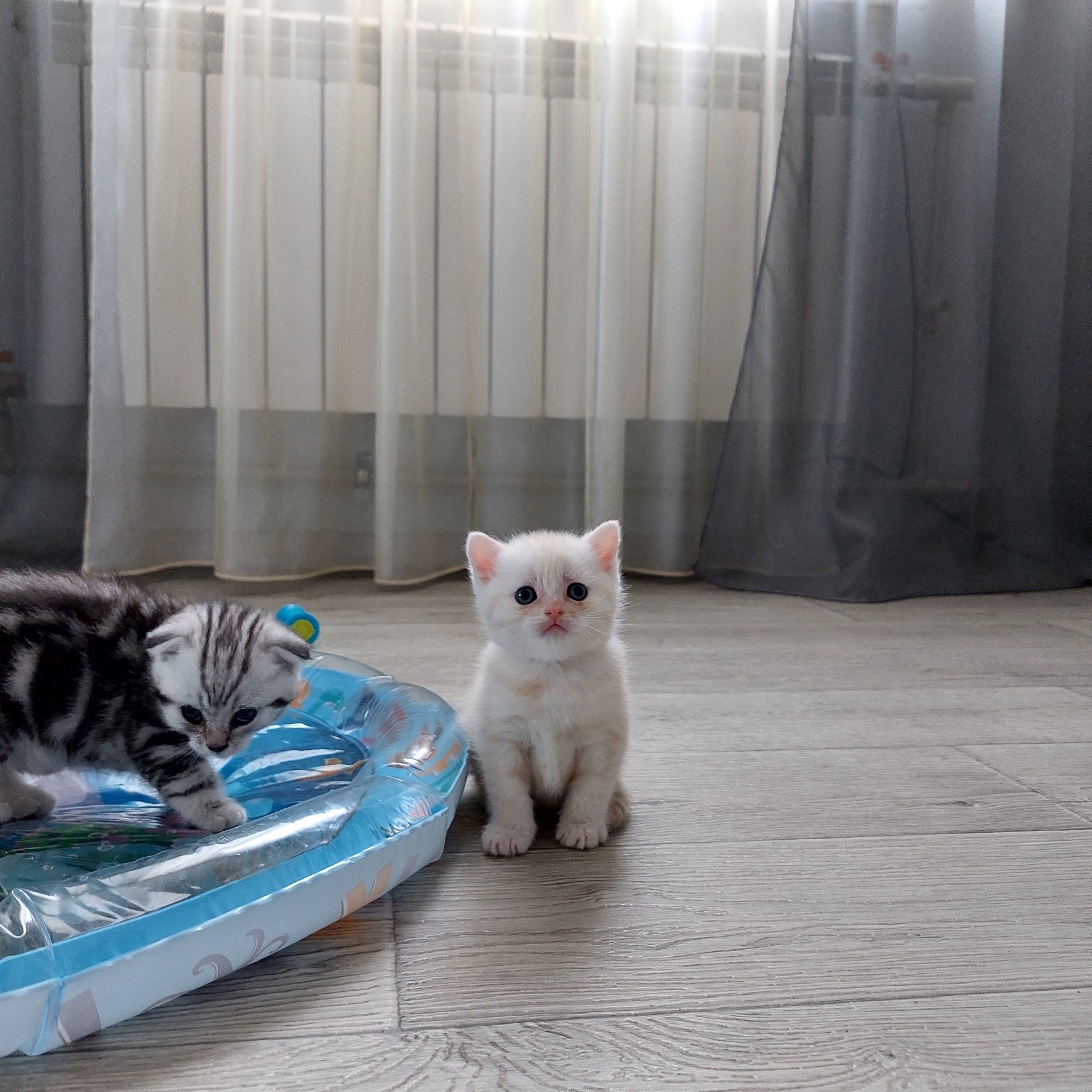 Шотландские котята Скоттиш Фолд.Скоттиш Страйт