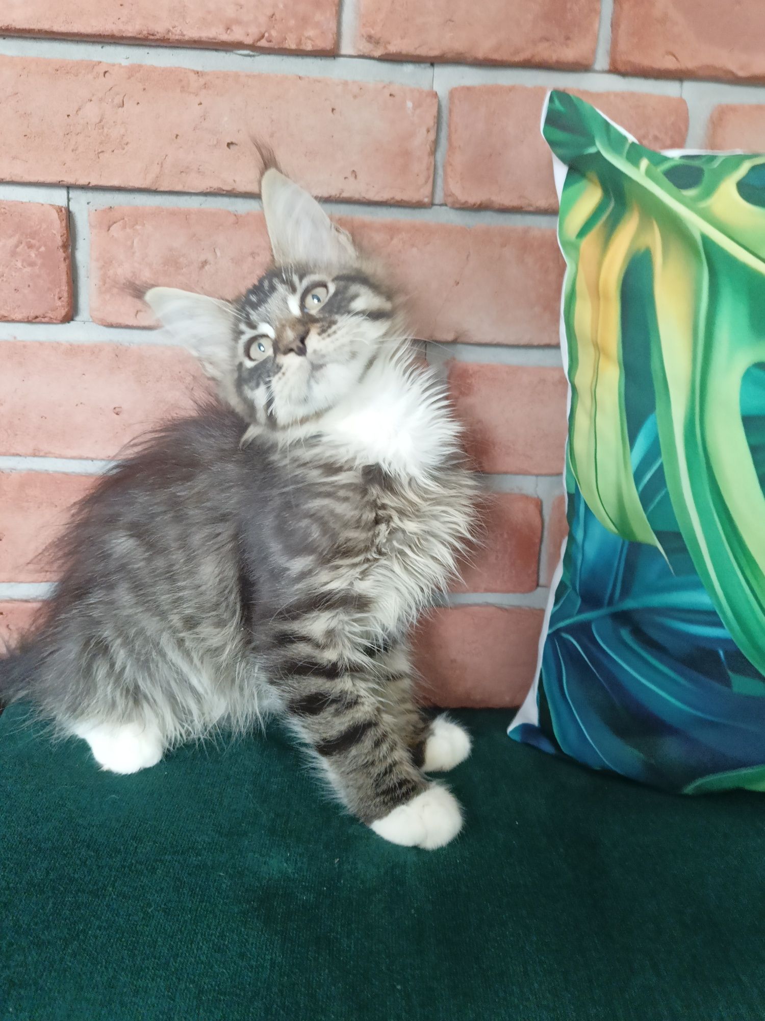 Piękny kocurek Maine Coon