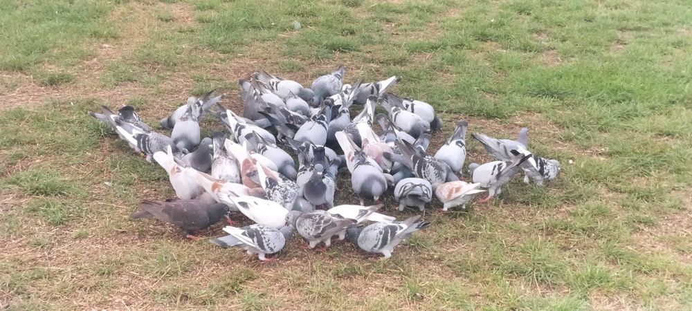 Sprzedam gołębie pocztowe około 50 sztuk