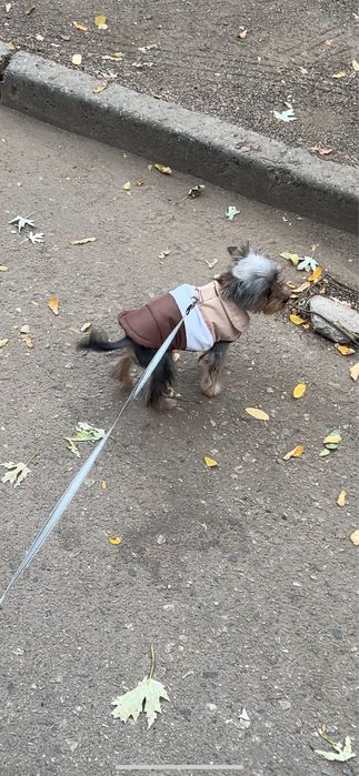 Срочно мини йоркшерский терьер мальчик 6 месяцев