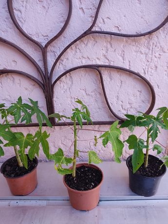 Planta Papaia com 50cm