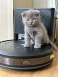 Scottish Fold Blue