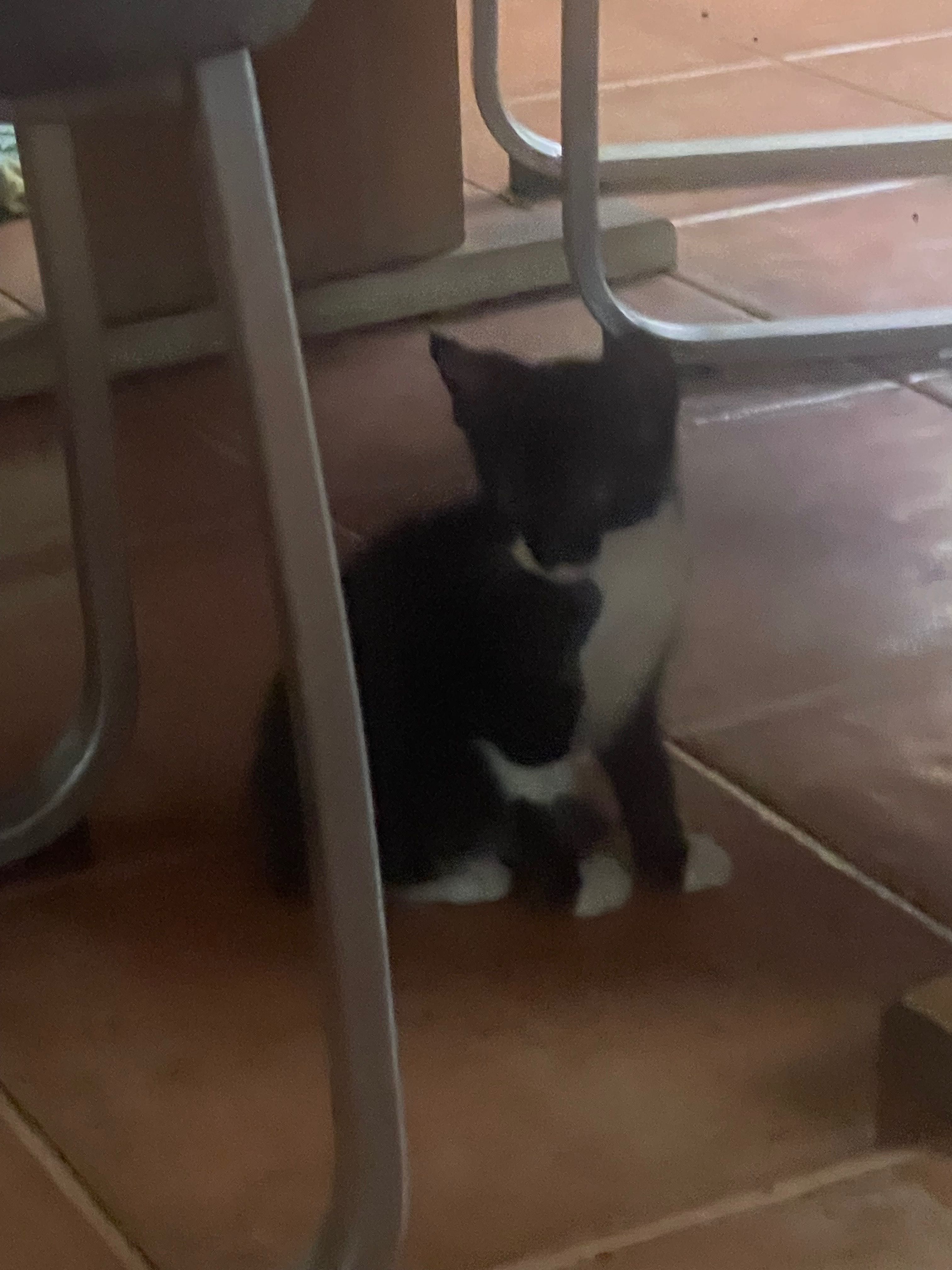 Gatilhos Para Adoptar