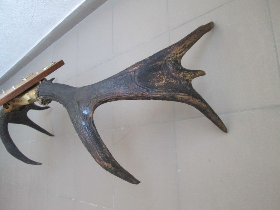 Роги оленячі декоративні (по 4-и відростки) Настінні, 100 х 60 см