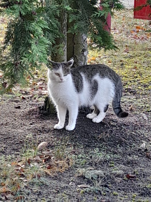 Oddam domu wychodzacego