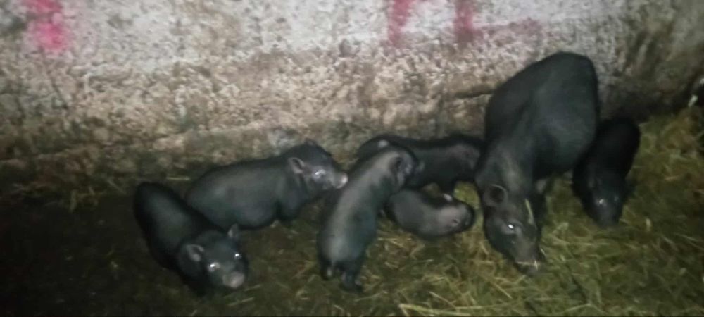 Sprzedam świnie wietnamskie