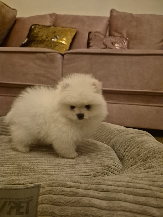 PIESEK .Tip  Mis XS. Idealny