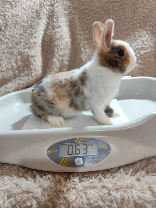 Coelho anão adoção gratuita