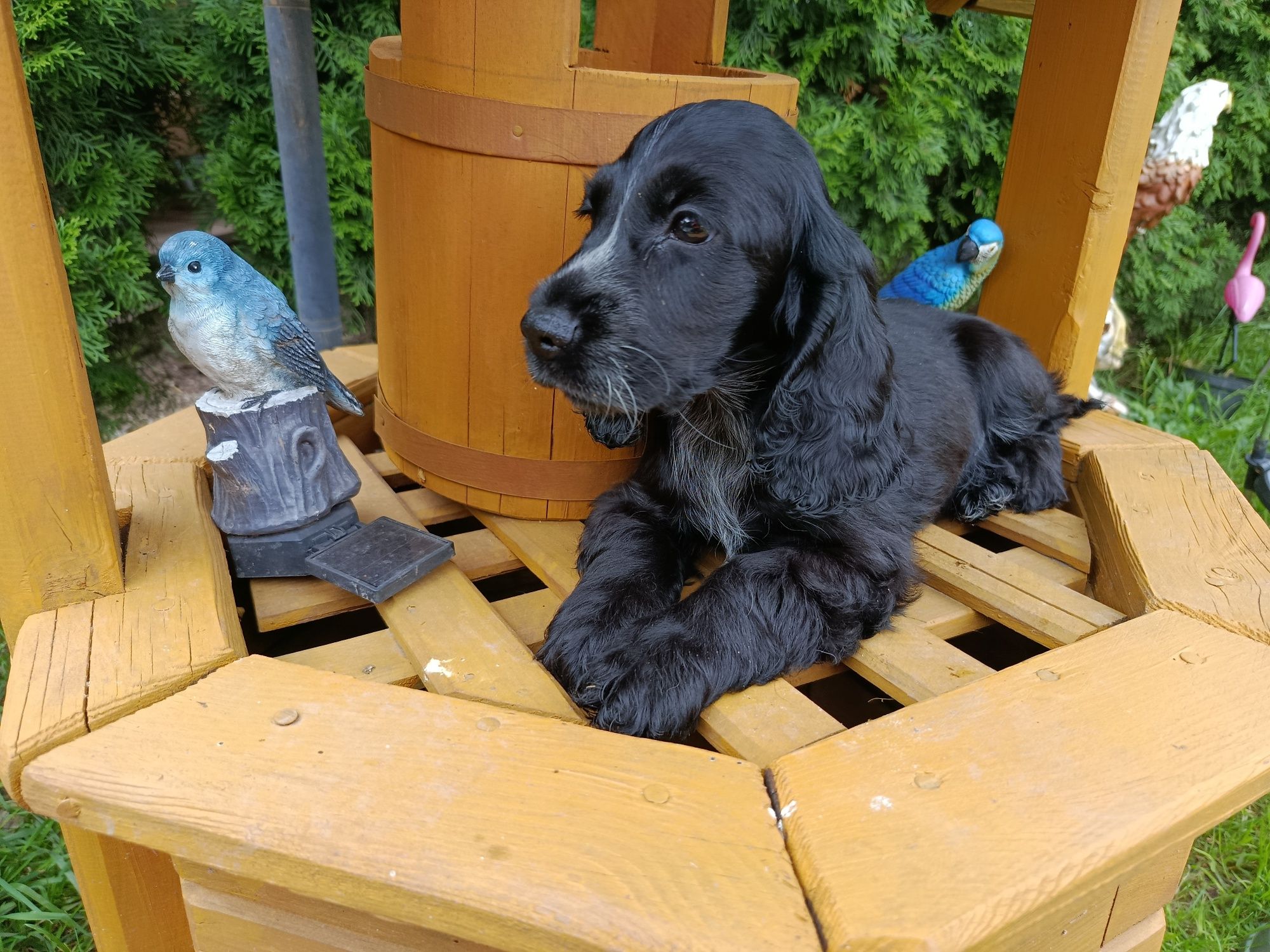 Cocker Spaniel angielski Piesek Rodowód witam posiadam