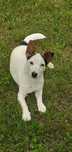 Jack Russell Terrier-piesek