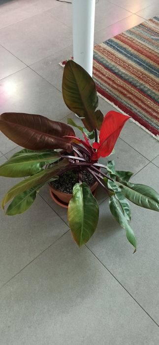 Великий вазон Принц Оранж