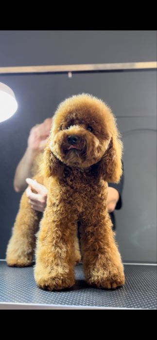 Грумінг для пуделів