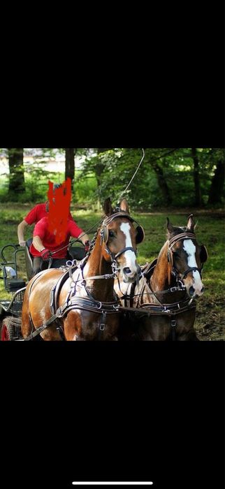 Wałach profesor, siodło zaprzęg