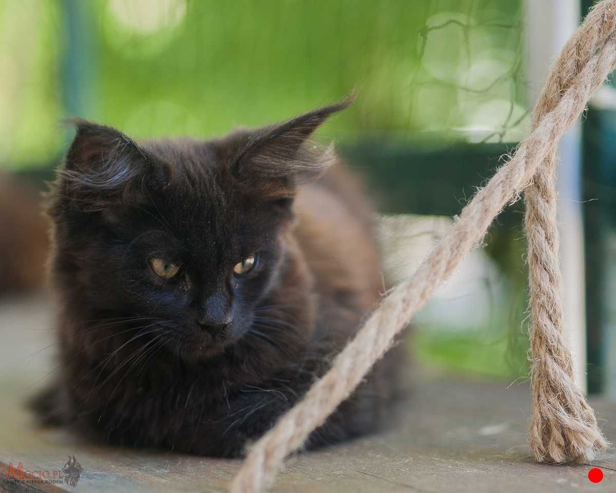 Czarna koteczka maine coon