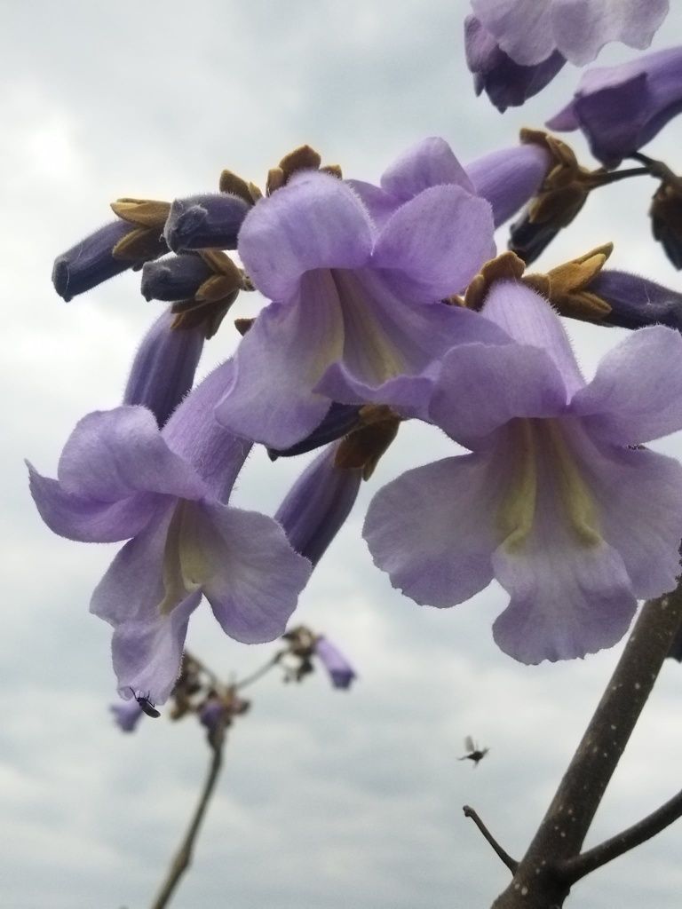Paulownia - drzewo tlenowe Shan Tong sadzonki dwu letnie
