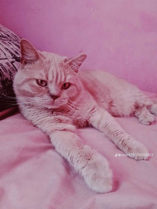 Котик шукає кішку для в'язки