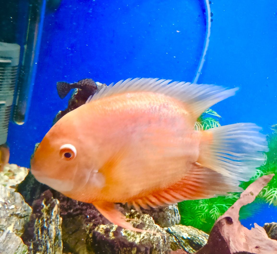 Sprzedam Severum Gold