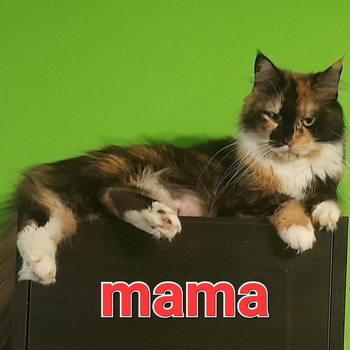 Sprzedam kotkę Maine Coon urodzoną 9.07.2025 roku o imieniu Elza