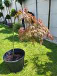 Klon palmowy Garnet 100 cm szczepiony na pniu