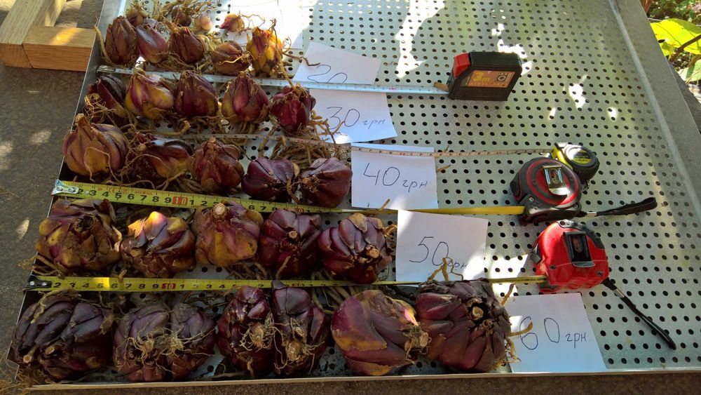 Белые королевские  лилии,  луковицы .