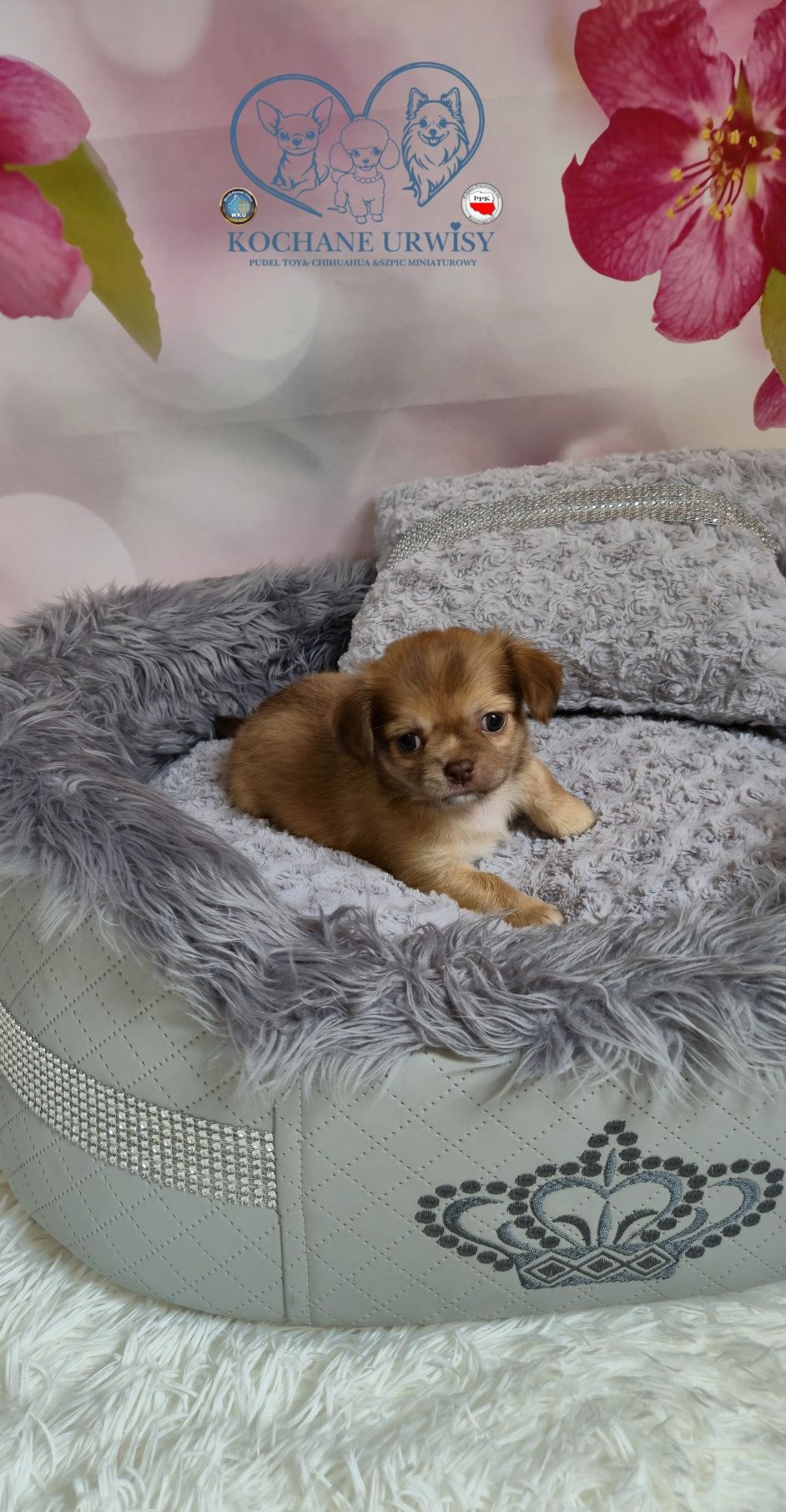 Szczeniak chihuahua długowłosy do rezerwacji,  przepiękny