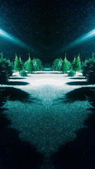 Jodła Kaukaska i świerk pospolity z Danii