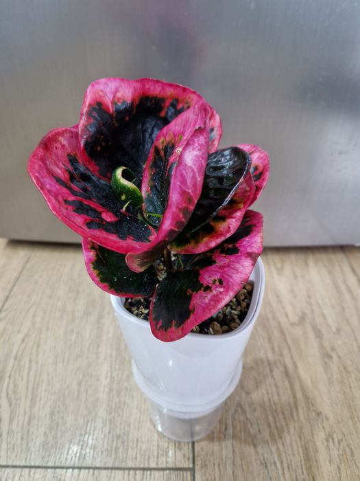 Кротон ,Pink Lady