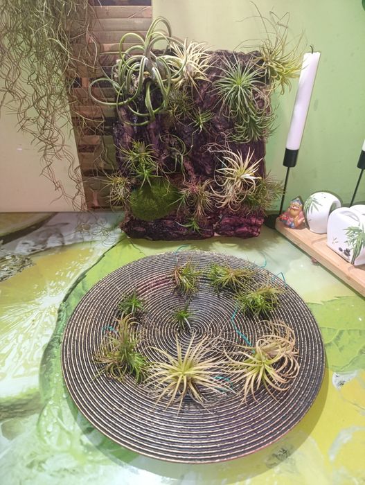 Продам тіландсії