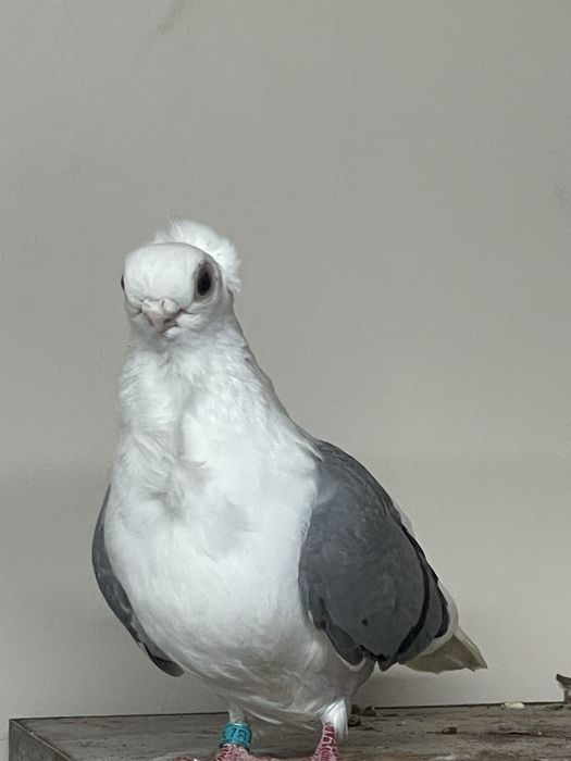 Samica mewka Polska siwa