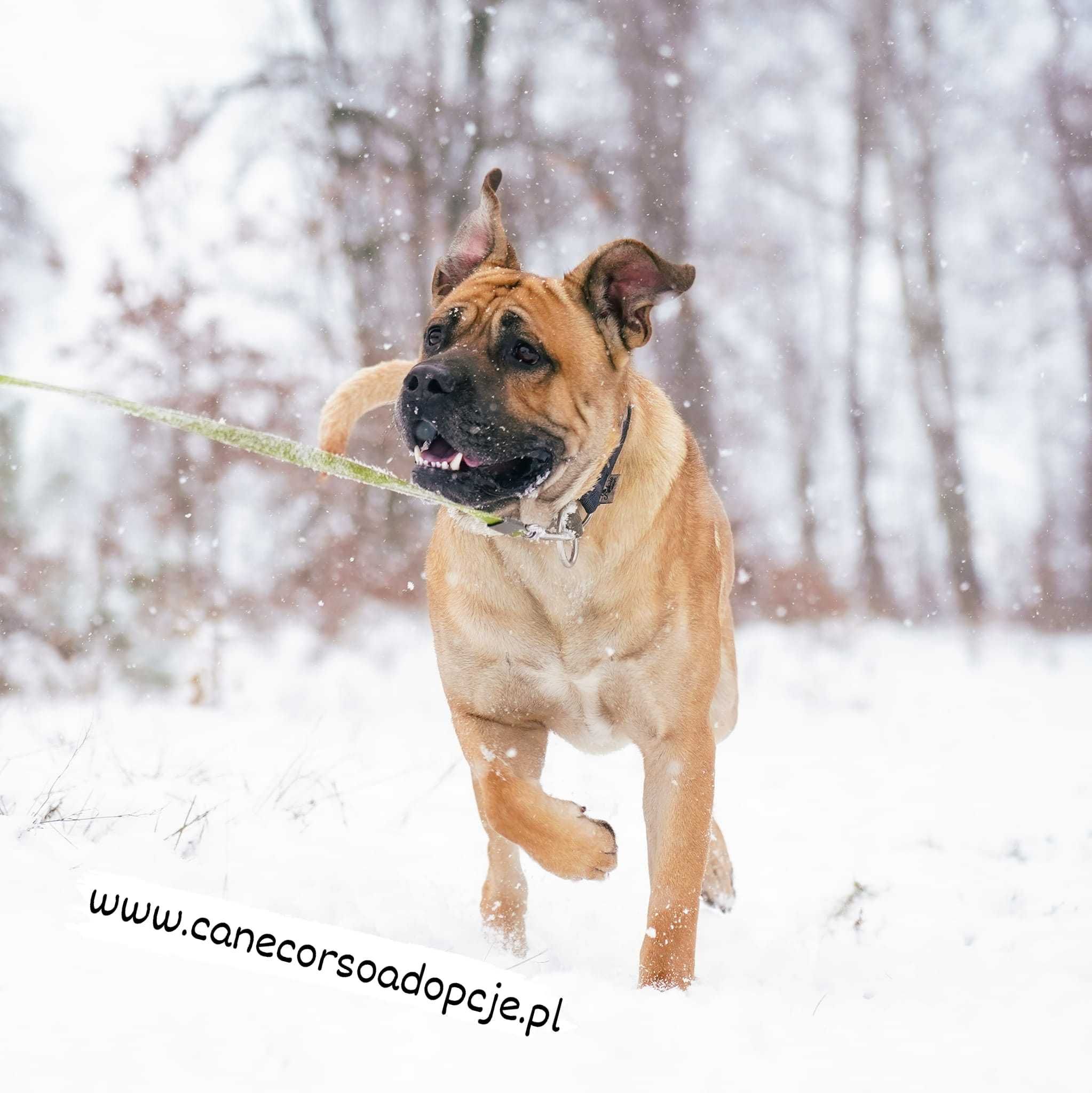 Ben mix molosa i prawdopodobnie labradora.