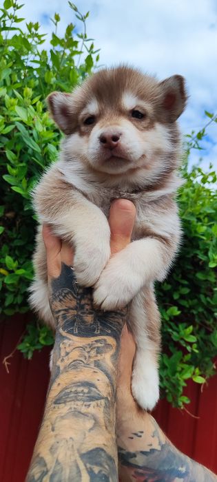 Ми пропонуємо ! Хлопчик та сестричка -  маламут