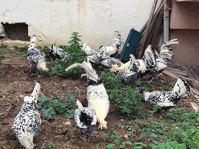 Яйце інкубаційне,курчата, Аппенцеллер срібло, золото, біле золото.