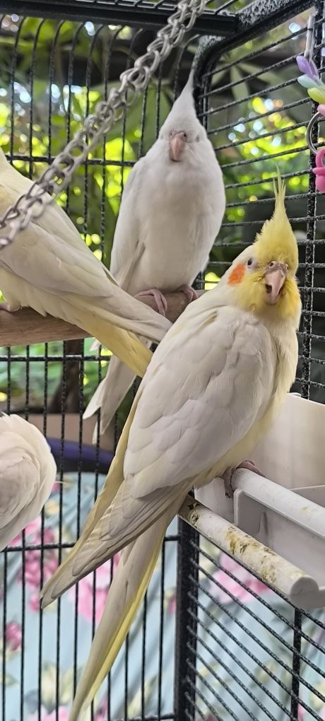 Papuga Nimfa Albino młoda