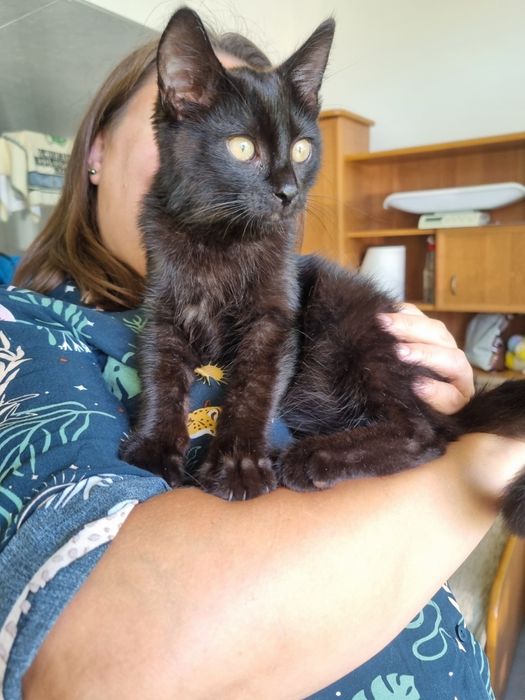 Kocurek  Pankracy szuka domu