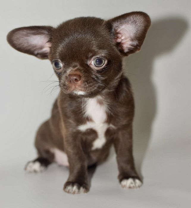 ,Щоколадні малюки під Ялиночку