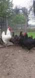Jersey Giant Barnevelder
