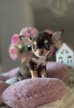 Chihuahua Dziewczynka