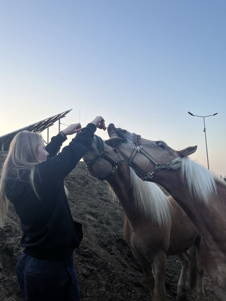 sprzedam haflingera