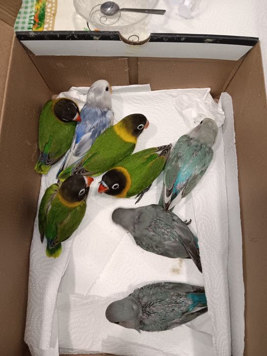 Personatas criados a mão